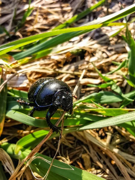 Taiga Beetle Sphaeritidae Ball Beetle Family Insects Coleoptera Order Including — Stock Photo, Image