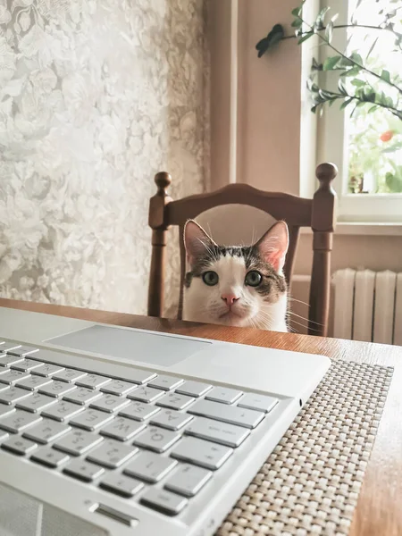 Молодая Кошка Белой Полоске Сидит Стуле Столом Ноутбуком Вертикальное Фото — стоковое фото