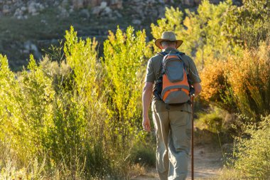 Mature male hiker with backpack and hat walking amidst plants against clear sky and exploring nature during sunset
