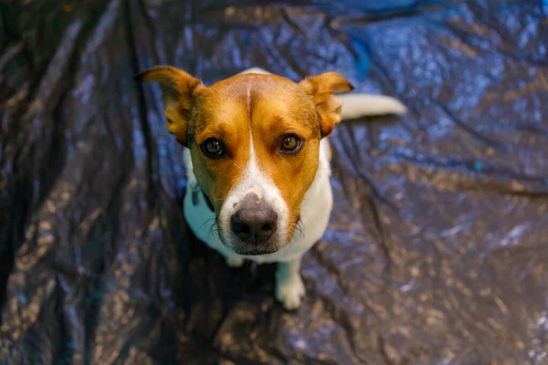 Portret Jacka Russela Terriera Pracowni Artystycznej Patrzącego Kamerę — Zdjęcie stockowe
