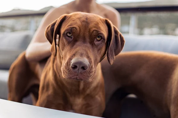 Portret Brązowego Psa Patrzącego Obiektyw Właściciela Pieszczącego Zewnątrz — Zdjęcie stockowe