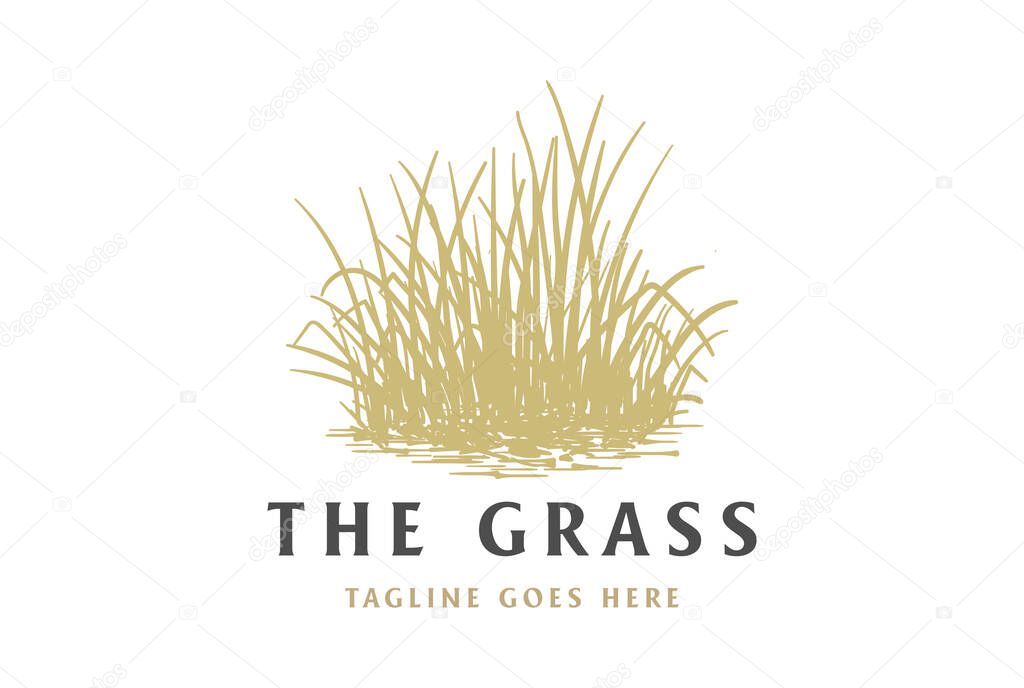 Vintage Retro Grass Meadow Lawn or Wheat Rice Farm Logo Design Vector