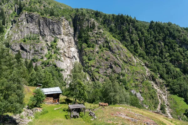Cabaña Montaña Vacas Ruta Senderismo Entre Bellwald Puente Colgante Aspi — Foto de Stock