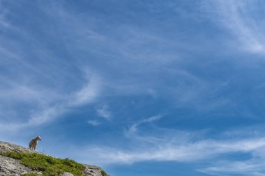 Bettmerhorn dağıyla Riederalp köyü arasındaki Aletsch Buzulu 'nun yakınındaki panoramik yürüyüş yolunda koyunlar.