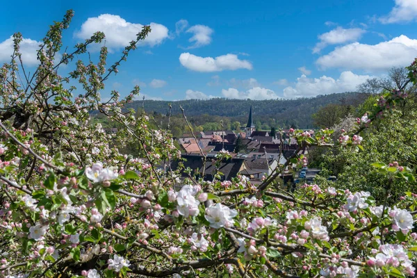 Village View Muhlhausen Enz Vineyard Path Enzfelsen Foreground Cherry Tree — стоковое фото