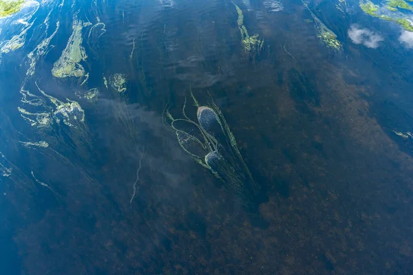 Drought Induced Blue Green Algae Formation Nahe Rhine River Estuary — Foto de Stock