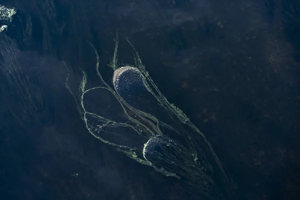 Drought Induced Blue Green Algae Formation Nahe Rhine River Estuary —  Fotos de Stock