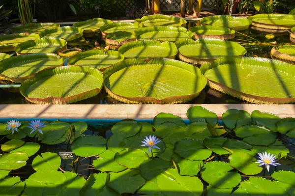 Giant water lilies Victoria cruziana and star water lilies Nymphaea nouchali in the Villa Taranto Botanical Gardens in Verbania. Verbania is a town in the province of Piedmont in northern Italy