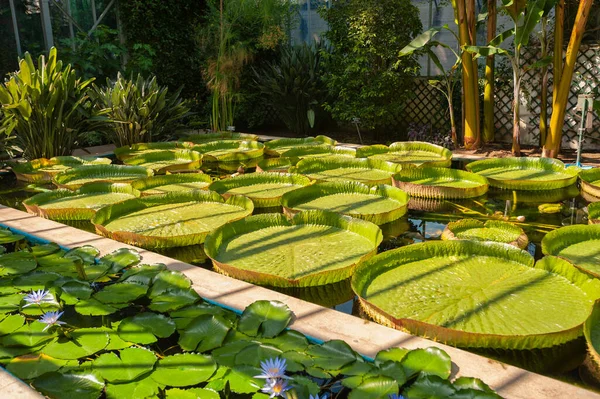 Giant water lilies Victoria cruziana and star water lilies Nymphaea nouchali in the Villa Taranto Botanical Gardens in Verbania. Verbania is a town in the province of Piedmont in northern Italy