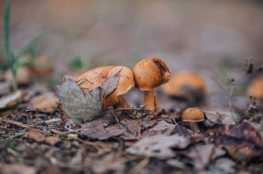 Ormanda yetişen turuncu yabani mantarlar