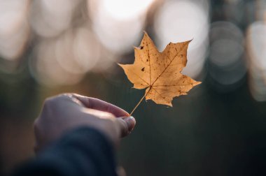 Ormanda elinde turuncu bir akçaağaç yaprağı tutan bir kadın.