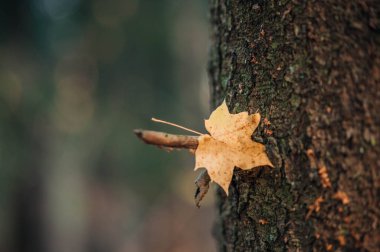 Sarı akçaağaç yaprakları bulanık doğal arkaplan