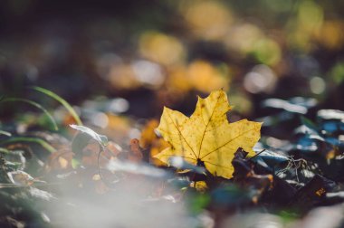 Sarı akçaağaç yaprakları bulanık doğal arkaplan