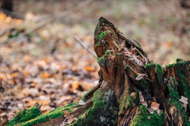 Yaşlı Stump yosunla kaplanmış.