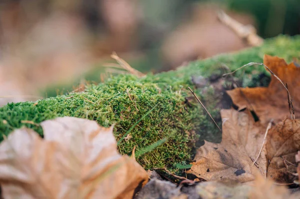 숲의이끼 안개가 매크로 이끼와 잎사귀 — 스톡 사진
