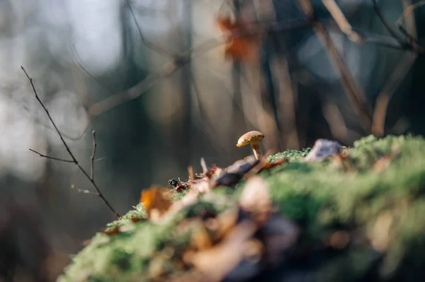 Champignons Sauvages Poussant Dans Forêt — Photo
