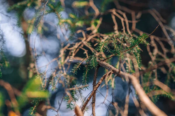 자연의 가문비나무 가지를 — 스톡 사진