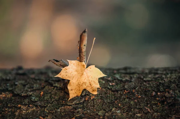 단풍나무 잎에는 자연적 — 스톡 사진