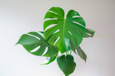 Beyaz arka planda canavar bitki yaprağı. Monstera Deliciosa beyaz yapraklar üzerinde izole