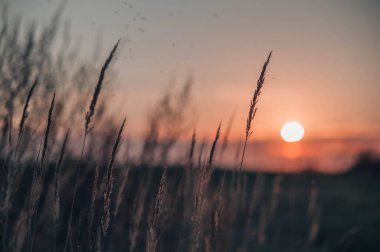 Günbatımı tarlasında çimen, kızıl gökyüzü