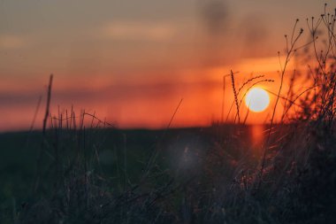Günbatımı tarlasında çimen, kızıl gökyüzü. Gün batımı arkaplanı