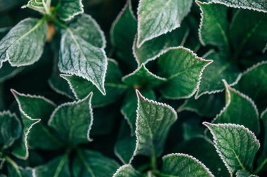 Beyaz donlu bitkilerin yeşil desenli yapraklarının soyut arkaplanı. Yeşil yaprak desen arkaplanı.