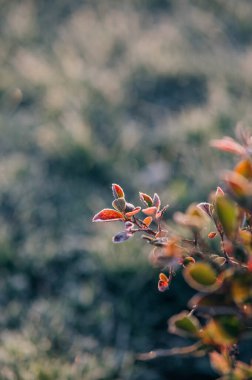 Sonbahar doğası arka planı, yaprakların üzerinde donma. Donmuş yapraklar gün doğumunda dallarda