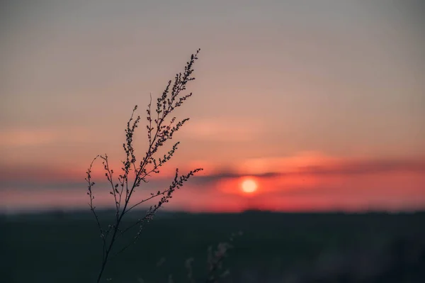 Günbatımı Tarlasında Çimen Kızıl Gökyüzü — Stok fotoğraf