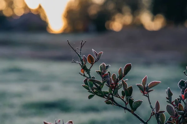 서리를 식물의 — 스톡 사진