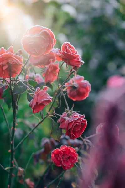 Замерзшая Красная Роза Зимней Природе Красная Роза Покрытая Морозом — стоковое фото