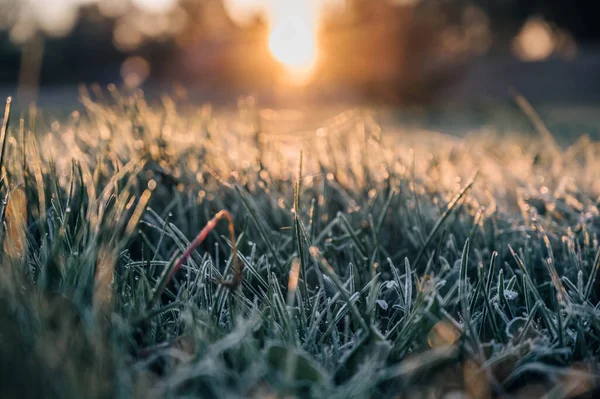 정원에는 서리와 햇빛이 내리는 잔디가 있습니다 해돋이에 얼어붙은 추상적 자연적 — 스톡 사진