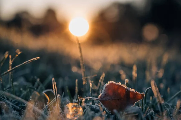 겨울철 목초지에 얼어붙은 나뭇잎 — 스톡 사진