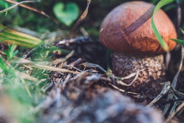Ormanda kırmızı başlıklı mantar sapı. Leccinum aurantiacum. Yakın çekim, sığ DOF. 