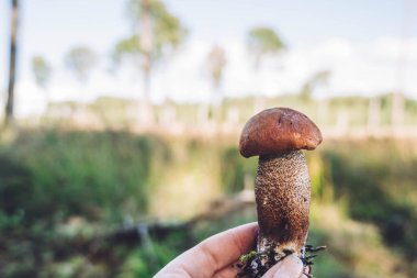 Ormanda el ele tutuşan kırmızı başlıklı mantar sapı. Leccinum aurantiacum. Yakın çekim, sığ DOF. 