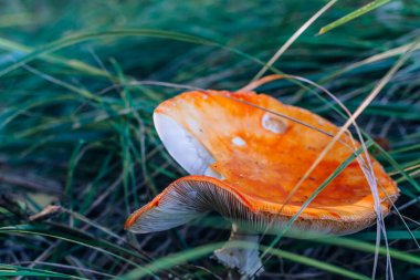 Sonbahar ormanı arka planında çimlerde zehirli ve halüsinojen mantarlar uçuşuyor. Kırmızı zehirli Amanita Muscaria mantarı doğal ortamda yakınlaşır.. 
