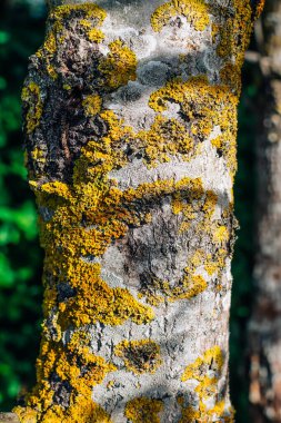 Bir huş ağacının yosunlu ağaç kabuğu dokusuna yakın çekim. Ağaç dokusu arkaplanı