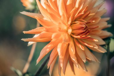 Portakal çiçeği yaprakları nükteli su damlaları makro, çiçek soyut arka plan.