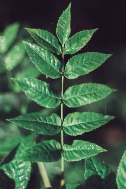 Yeşil kül ya da Avrupa kül yaprağı izole edilmiş. Yeşil doğa arkaplanı