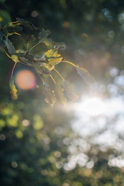 Sonbahar huş ağacı gündoğumunda ormanda yapraklanır. Sonbaharın başı