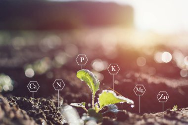 Bitkilerin büyümesi için gerekli besinlere bağlı zengin toprak ve simgelerden yetişen tohumlar..