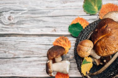 Kırsal ahşap masanın üzerinde eski sepet içinde orman mantarları. Porcini mantarı. Boşluğu kopyala