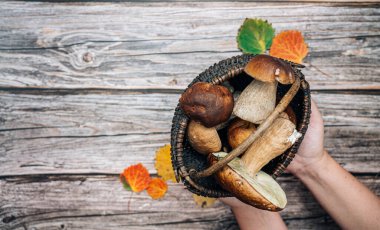 Kırsal ahşap masanın üzerinde eski sepet içinde orman mantarları. Porcini mantarı. Boşluğu kopyala