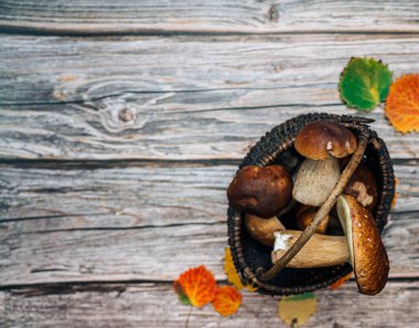 Kırsal ahşap masanın üzerinde eski sepet içinde orman mantarları. Porcini mantarı. Boşluğu kopyala