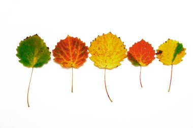 Sonbahar yaprakları kompozisyonu. Beyaz arka planda kırmızı, sarı, yeşil yaprak. Üst Manzara. Sonbahar arkaplanı.