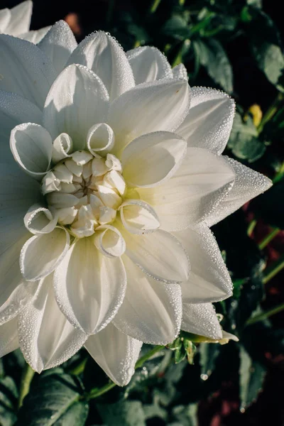 White Dahlia Flowers Background Floral Background — Stock Photo, Image