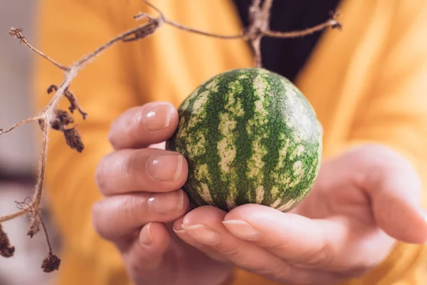 Frau Hält Mini Wassermelone Den Händen Aus Nächster Nähe Hand — Stockfoto