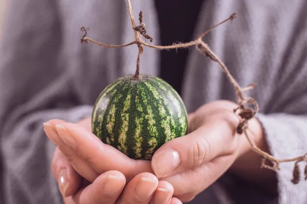 Frau Hält Mini Wassermelone Den Händen Aus Nächster Nähe Hand — Stockfoto