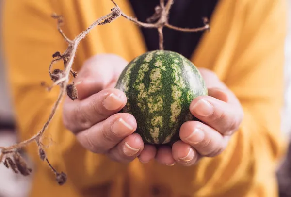 Frau Hält Mini Wassermelone Den Händen Aus Nächster Nähe Hand — Stockfoto