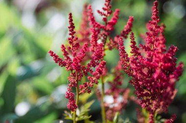 Koyu pembe Çin astilleri bir bahçede çiçek açıyor.