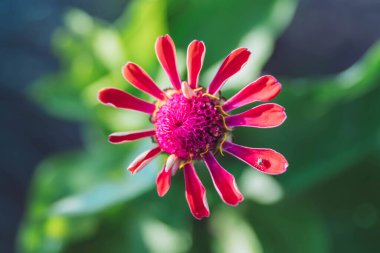 Zinnia çiçeğini kapat. Bahçedeki çingene çiçeği, üst manzara
